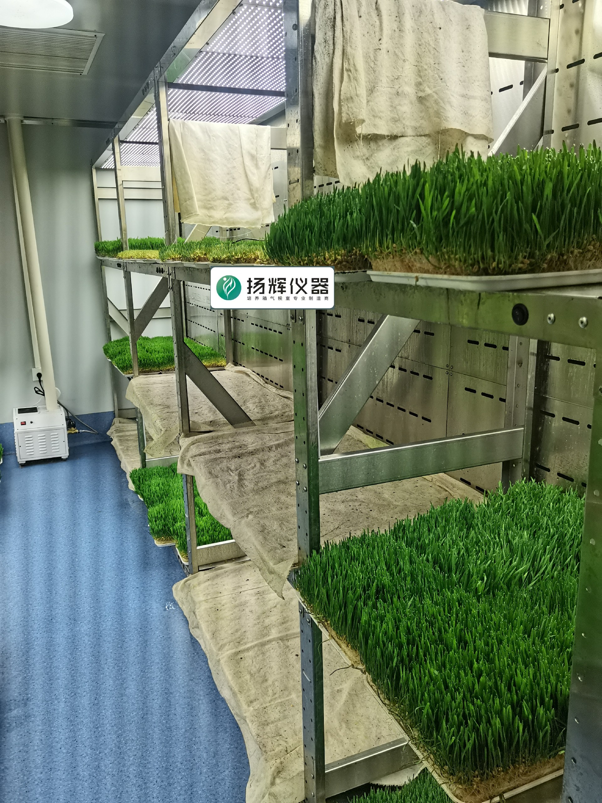 1668911014202928.jpg 小麥.jpg