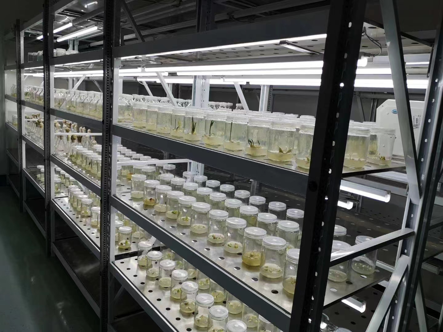 1668912028192123.jpg 組培4.jpg